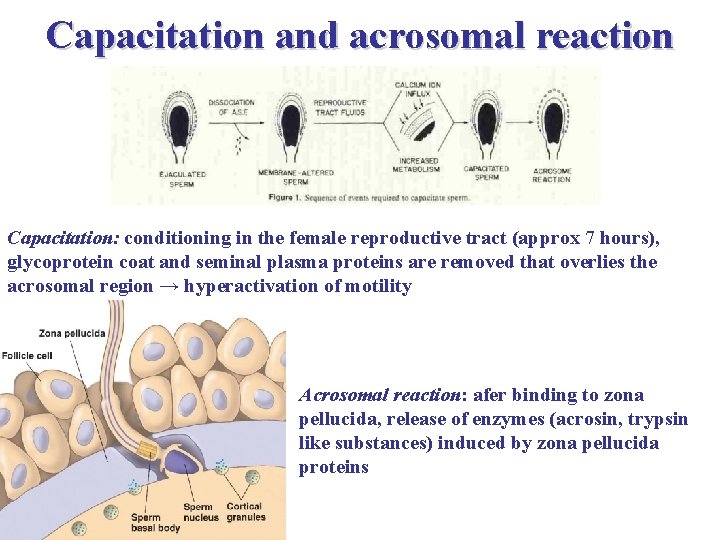 Capacitation and acrosomal reaction Capacitation: conditioning in the female reproductive tract (approx 7 hours),