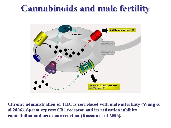 Cannabinoids and male fertility Chronic administration of THC is correlated with male infertility (Wang