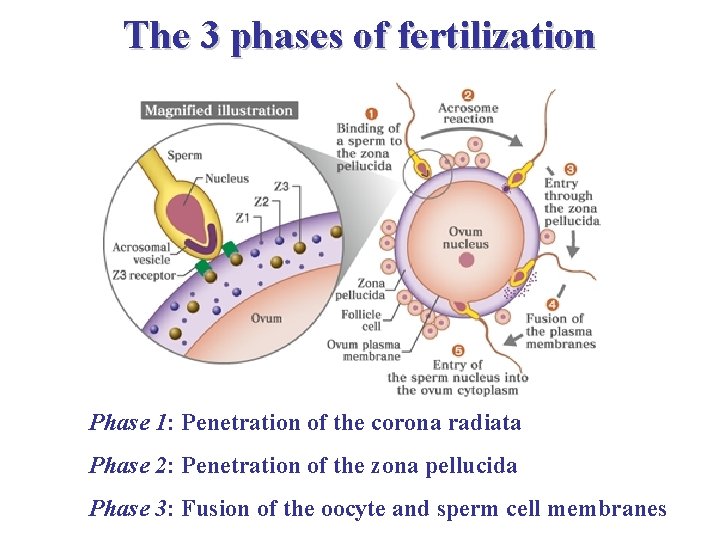 The 3 phases of fertilization Phase 1: Penetration of the corona radiata Phase 2: