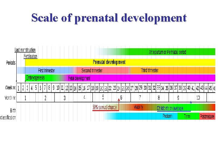 Scale of prenatal development 