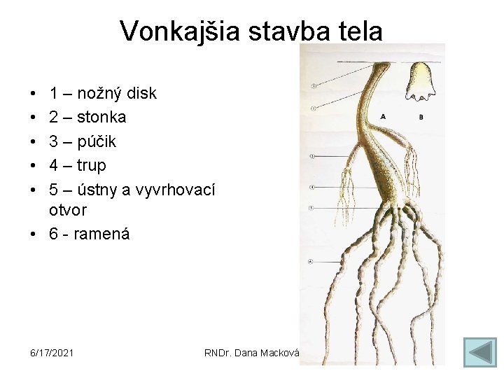 Vonkajšia stavba tela • • • 1 – nožný disk 2 – stonka 3