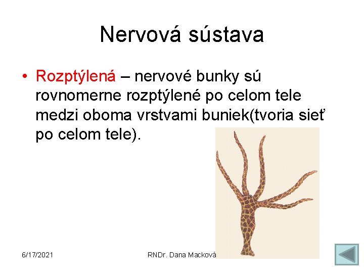 Nervová sústava • Rozptýlená – nervové bunky sú rovnomerne rozptýlené po celom tele medzi