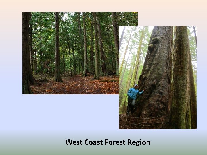 West Coast Forest Region 