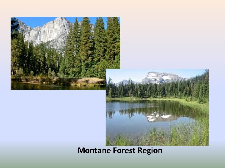 Montane Forest Region 