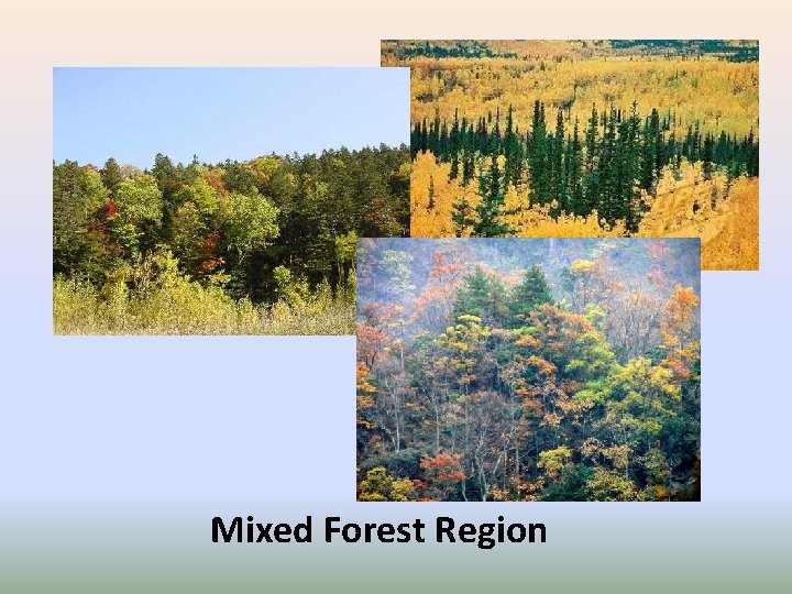 Mixed Forest Region 