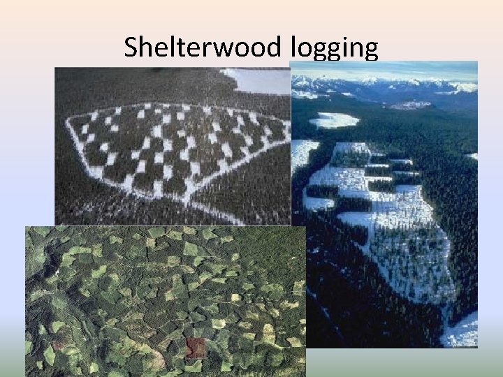 Shelterwood logging 