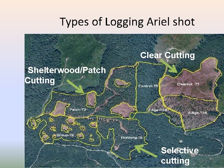 Types of Logging Ariel shot Clear Cutting ? Shelterwood/Patch Cutting Selective cutting 