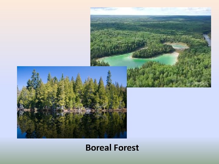Boreal Forest 