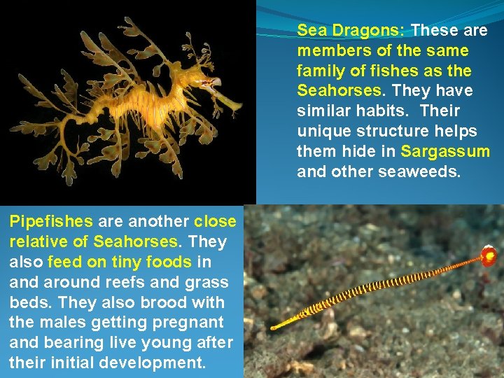Sea Dragons: These are members of the same family of fishes as the Seahorses.