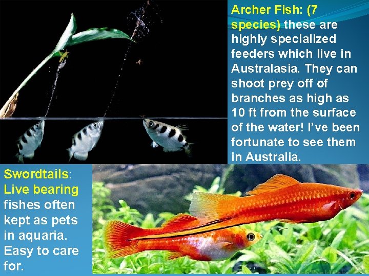 Archer Fish: (7 species) these are highly specialized feeders which live in Australasia. They