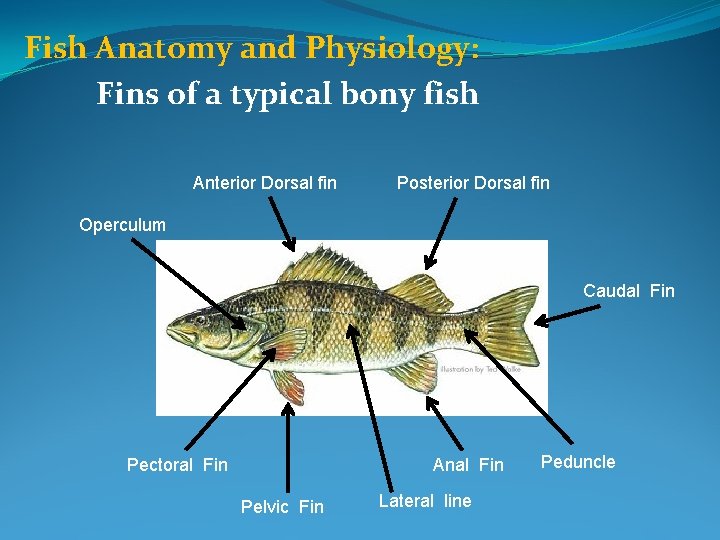 Fish Anatomy and Physiology: Fins of a typical bony fish Anterior Dorsal fin Posterior