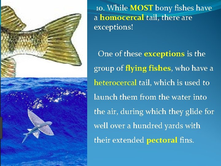 10. While MOST bony fishes have a homocercal tail, there are exceptions! One of