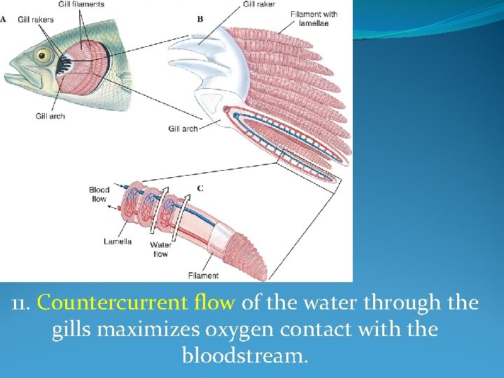 11. Countercurrent flow of the water through the gills maximizes oxygen contact with the
