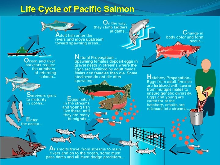 Life Cycle of Pacific Salmon 