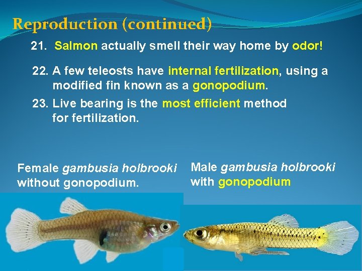 Reproduction (continued) 21. Salmon actually smell their way home by odor! 22. A few