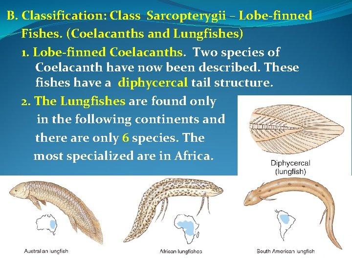 B. Classification: Class Sarcopterygii – Lobe-finned Fishes. (Coelacanths and Lungfishes) 1. Lobe-finned Coelacanths. Two