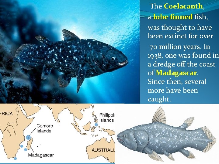 The Coelacanth, a lobe finned fish, was thought to have been extinct for over
