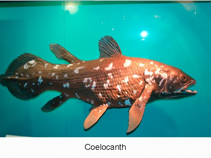 Coelocanth 