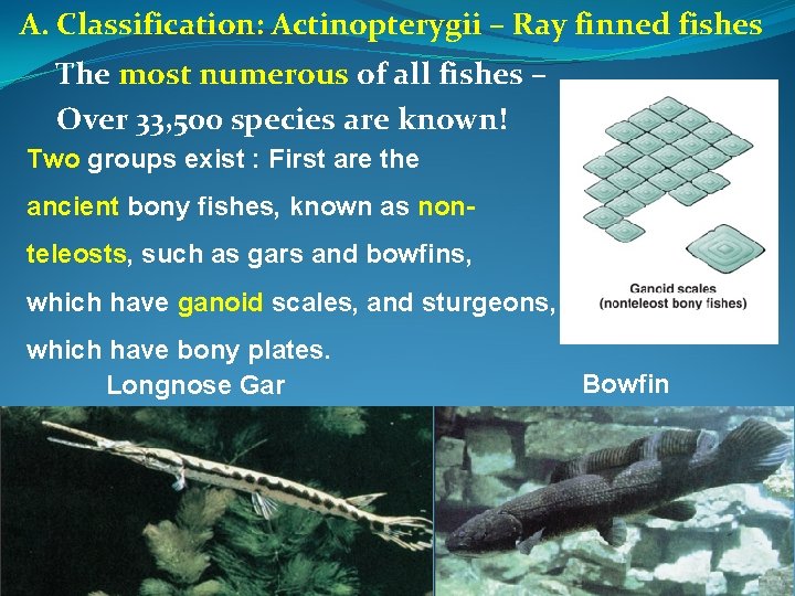 A. Classification: Actinopterygii – Ray finned fishes The most numerous of all fishes –