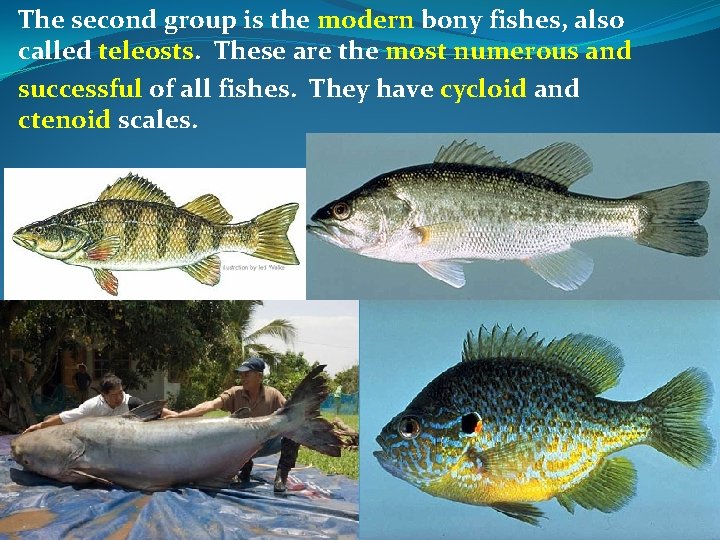 The second group is the modern bony fishes, also called teleosts. These are the