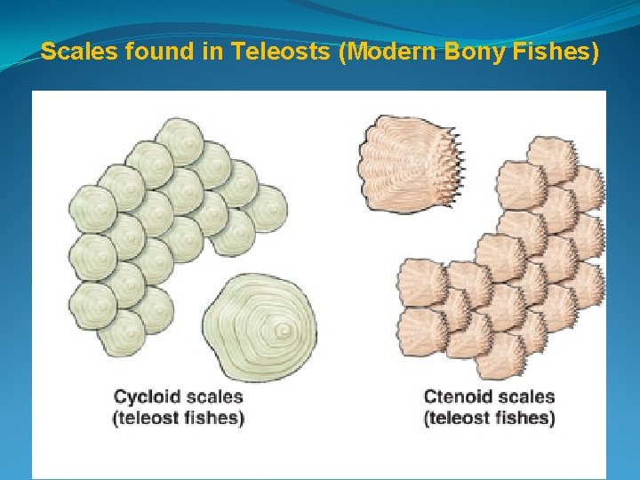 Scales found in Teleosts (Modern Bony Fishes) 