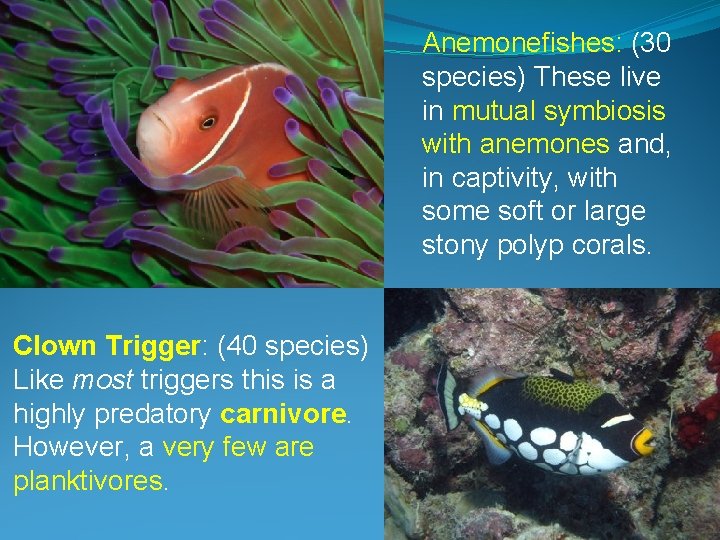 Anemonefishes: (30 species) These live in mutual symbiosis with anemones and, in captivity, with