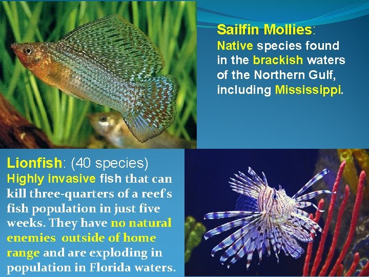 Sailfin Mollies: Native species found in the brackish waters of the Northern Gulf, including