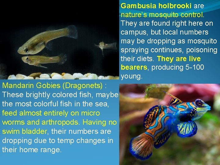 Gambusia holbrooki are nature’s mosquito control. They are found right here on campus, but