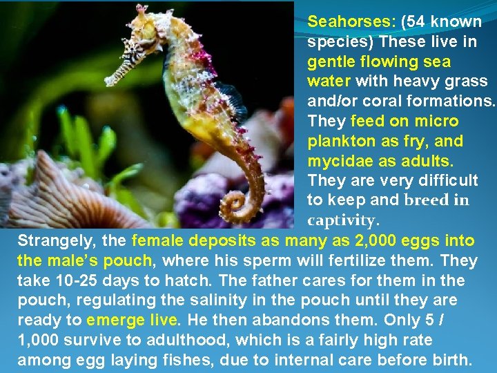 Seahorses: (54 known species) These live in gentle flowing sea water with heavy grass
