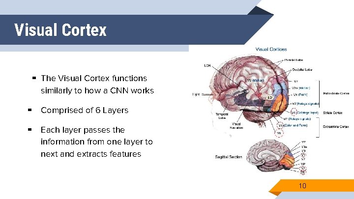 Visual Cortex ▰ The Visual Cortex functions similarly to how a CNN works ▰ Visual Cortex ▰ The Visual Cortex functions similarly to how a CNN works ▰