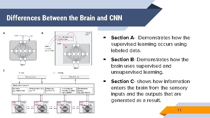 Differences Between the Brain and CNN ▰ Section A- Demonstrates how the supervised learning Differences Between the Brain and CNN ▰ Section A- Demonstrates how the supervised learning