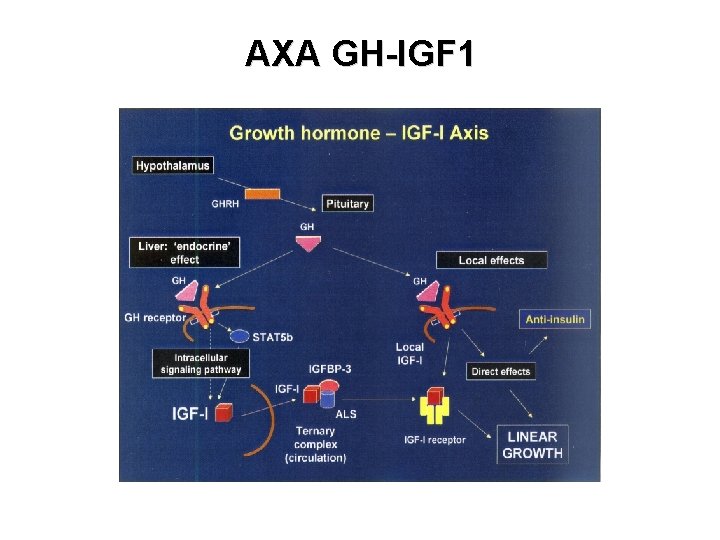 AXA GH-IGF 1 