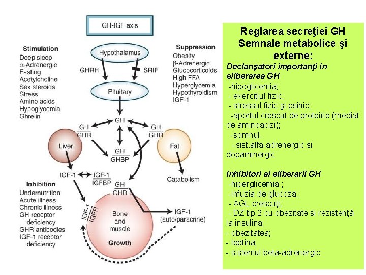 Reglarea secreţiei GH Semnale metabolice şi externe: Declanşatori importanţi în eliberarea GH -hipoglicemia; -