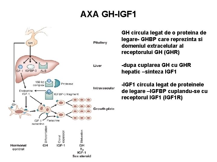 AXA GH-IGF 1 GH circula legat de o proteina de legare- GHBP care reprezinta
