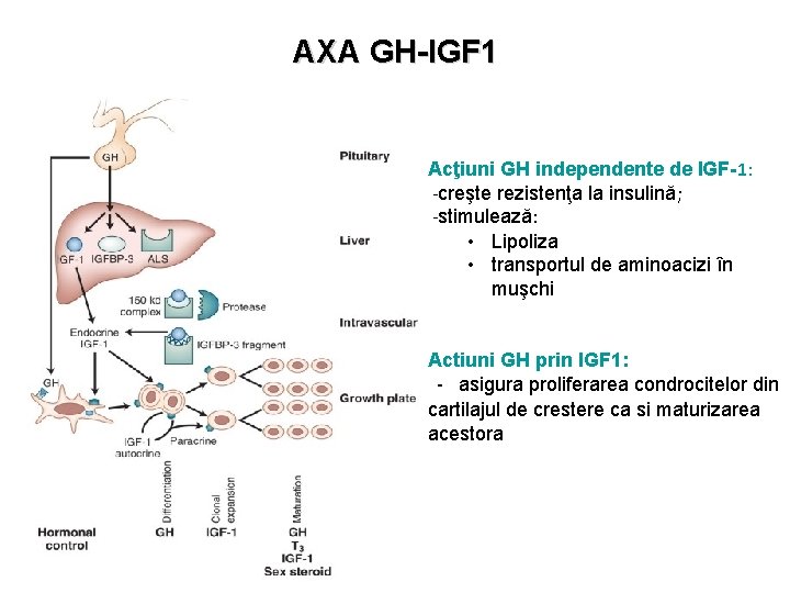AXA GH-IGF 1 Acţiuni GH independente de IGF-1: -creşte rezistenţa la insulină; -stimulează: •