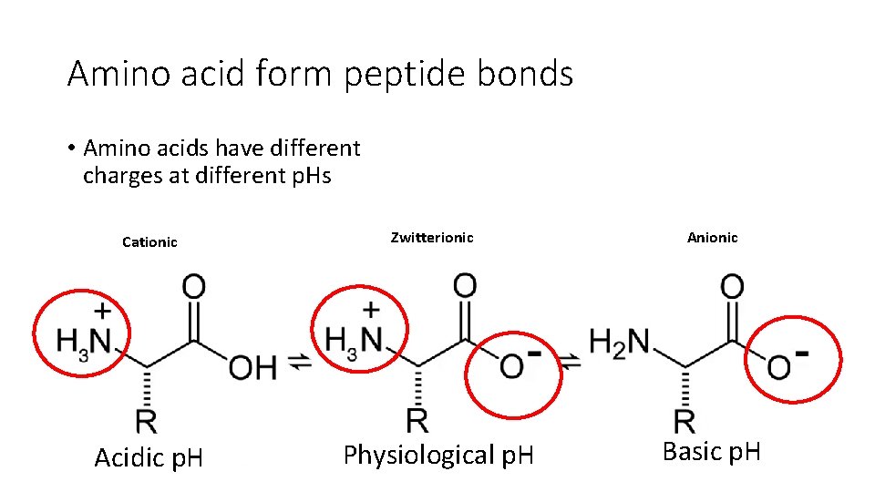 Amino acid form peptide bonds • Amino acids have different charges at different p.