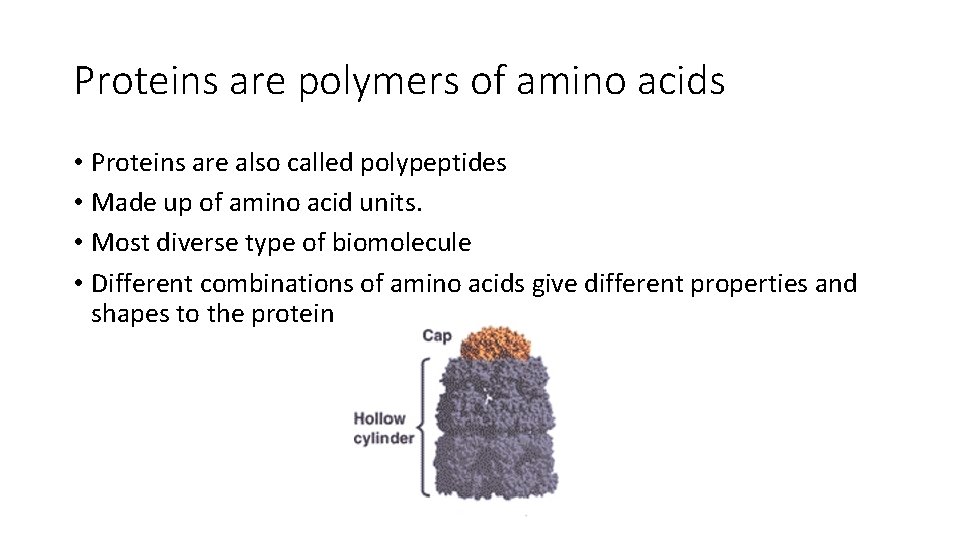 Proteins are polymers of amino acids • Proteins are also called polypeptides • Made