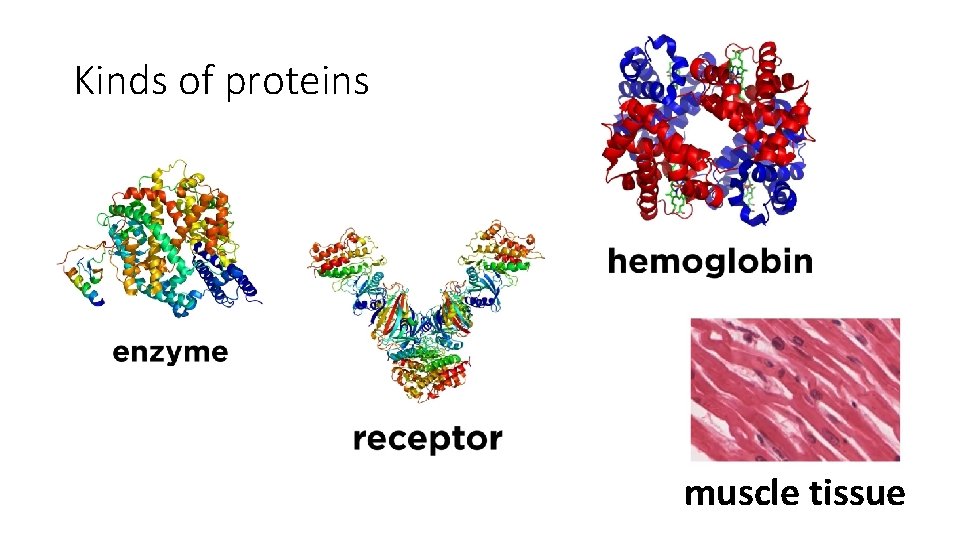 Kinds of proteins muscle tissue 