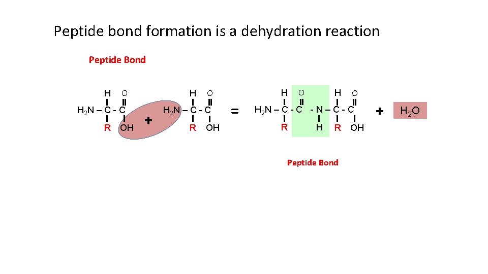Peptide bond formation is a dehydration reaction Peptide Bond H O H 2 N