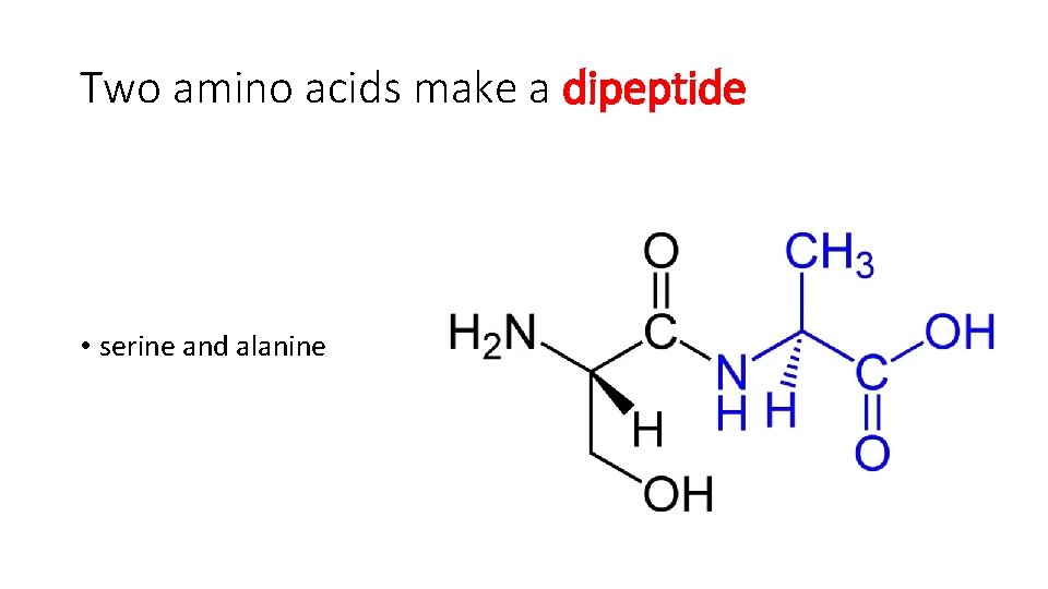 Two amino acids make a dipeptide • serine and alanine 