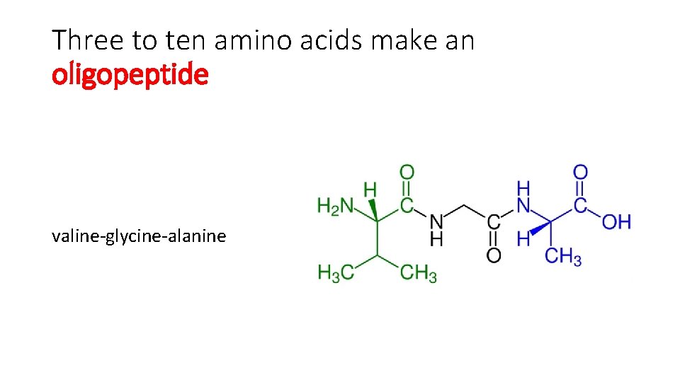 Three to ten amino acids make an oligopeptide valine-glycine-alanine 