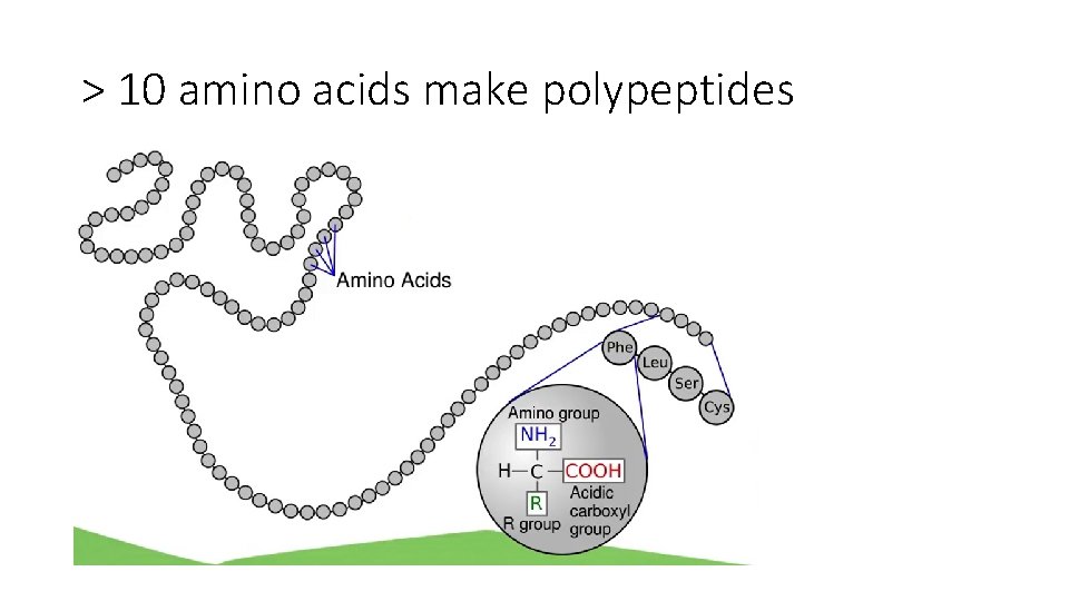 > 10 amino acids make polypeptides 