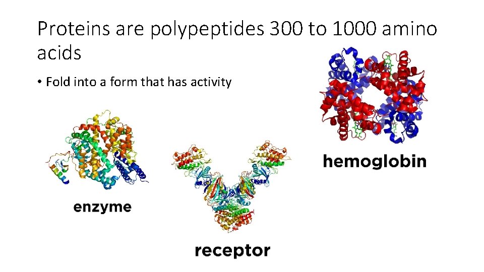 Proteins are polypeptides 300 to 1000 amino acids • Fold into a form that