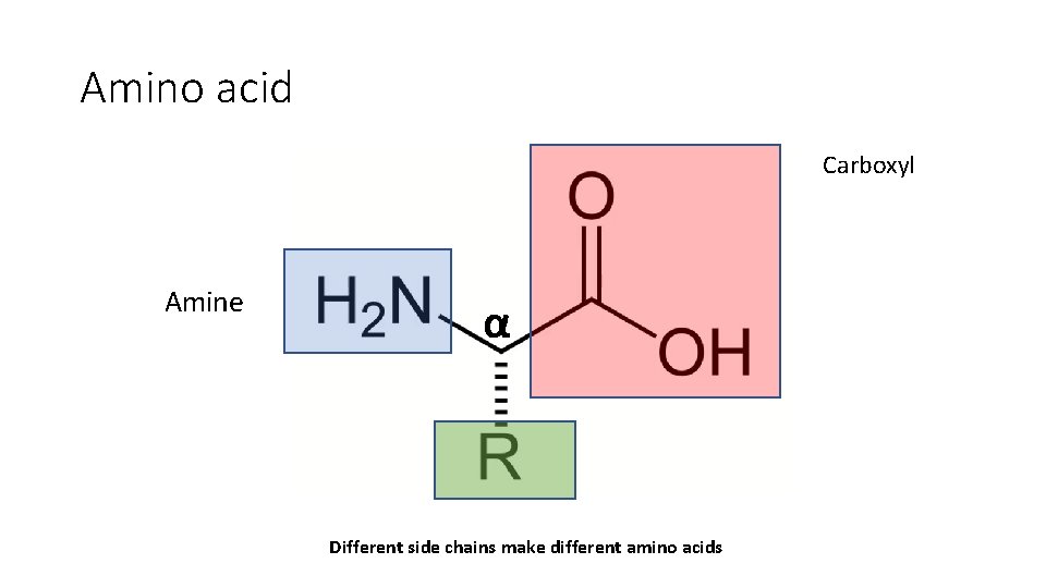 Amino acid Carboxyl Amine α Different side chains make different amino acids 