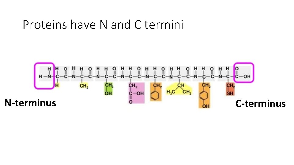 Proteins have N and C termini N-terminus C-terminus 