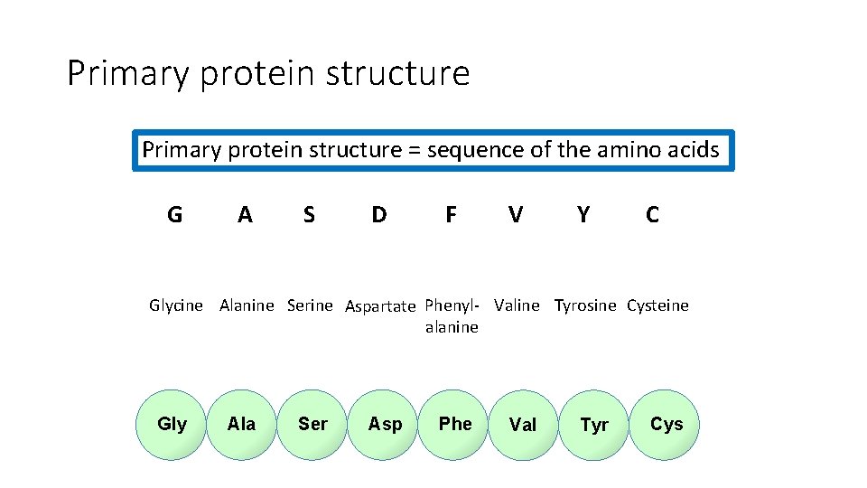 Primary protein structure = sequence of the amino acids G A S D F