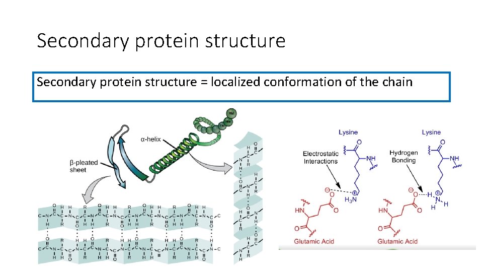 Secondary protein structure = localized conformation of the chain 