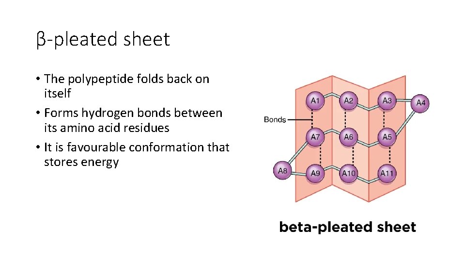 β-pleated sheet • The polypeptide folds back on itself • Forms hydrogen bonds between