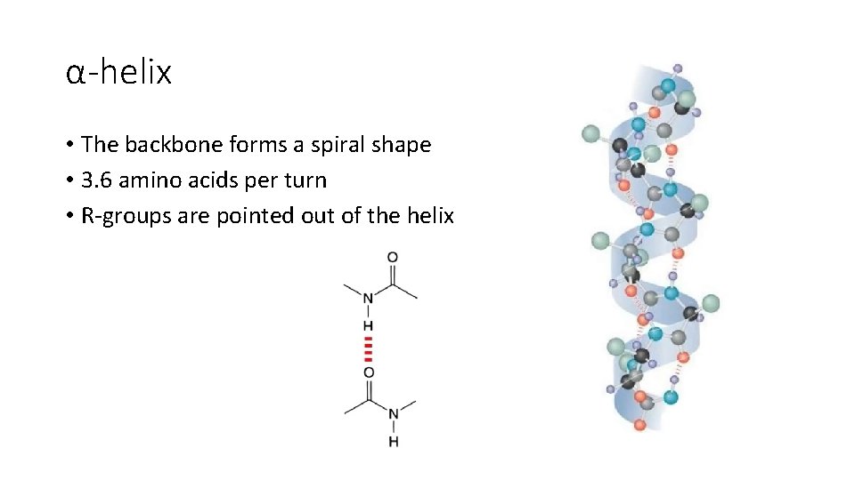 α-helix • The backbone forms a spiral shape • 3. 6 amino acids per
