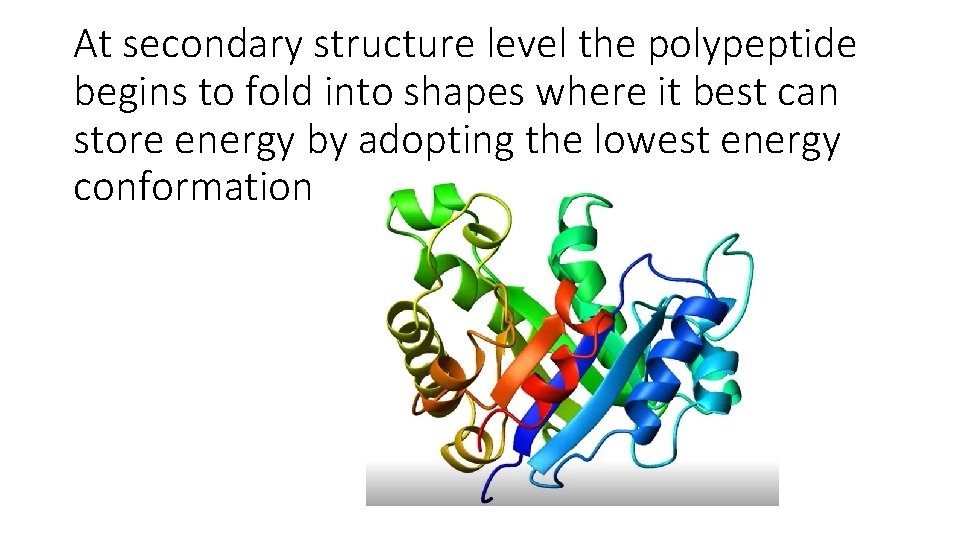 At secondary structure level the polypeptide begins to fold into shapes where it best